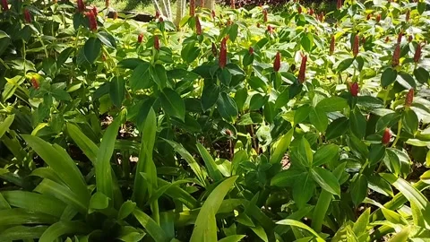 Green plants with red flowers like corn are very beautiful Stock Footage 223841394