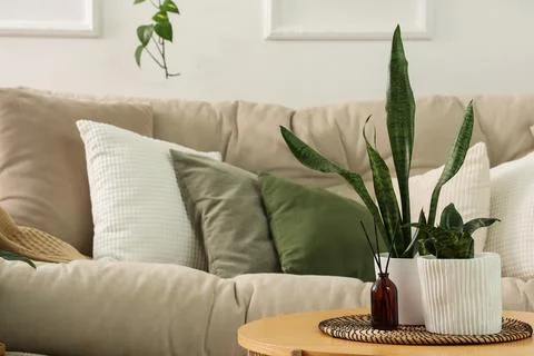 Green plants with reed diffuser on table in living room Stock Photos