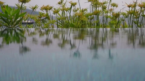 Green plants with reflections on the endless pool 1 Vídeo Stock 252731952