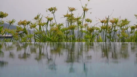 Green plants with reflections on the endless pool 2 Stock Footage 252732450
