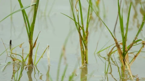 Green  plants in the river Stock Footage 116496948
