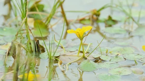 Green  plants in the river Stock Footage 116497019