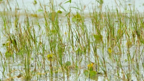 Green  plants in the river Stock Footage 116497038