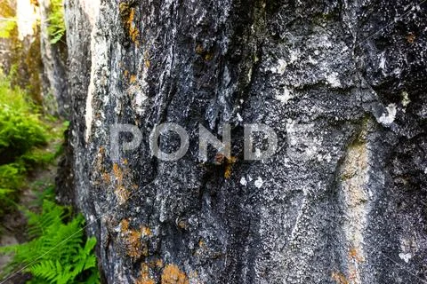 Green plants on rock in mountains. The will to win, survival in extreme condi Stock Photos