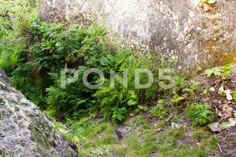 Green plants on rock in mountains. The will to win, survival in extreme condi Stock Photos