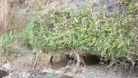 Green plants on rocky cliffs Видео 335080552