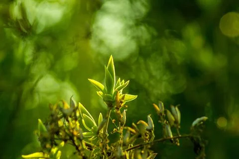 Green plants, selective focus Stock Photos