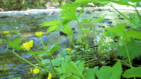 The green plants on the side of the river Stock Footage 137984036
