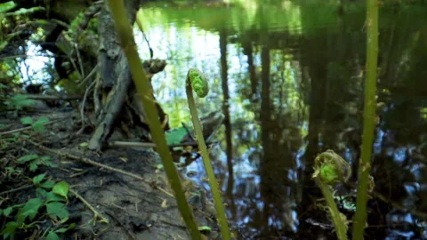 The green plants on the side of the small river Stock Footage 137982542