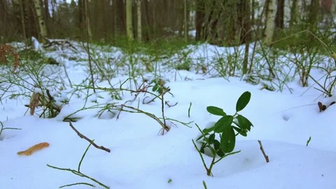 Green plants in snow in the forest Stock Footage 297780409