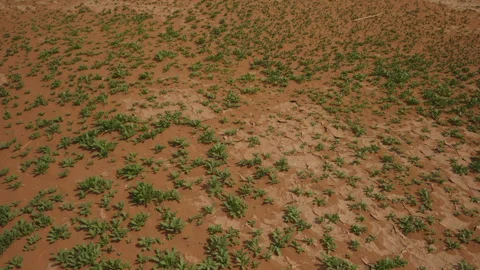 Green plants spreading across dry cracked Sahara desert soil after rain in Stock Footage 335960083