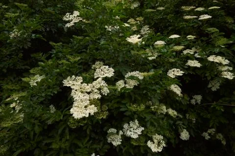 Green Plants in Spring Time Stock Photos
