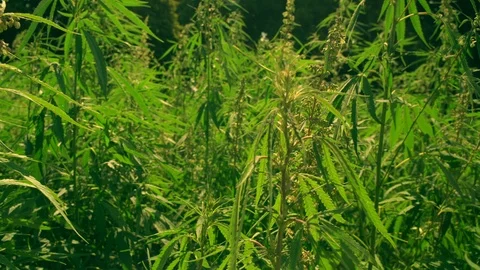 Green plants on the stalks shaking by the wind Stock Footage 95204147