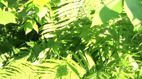 Green Plants in Sun Video stock 65746031