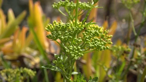 Green plants in the sun Stock Footage 106179162
