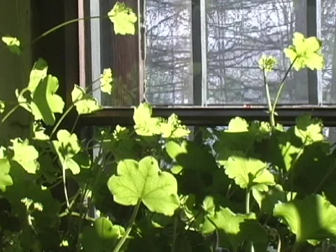Green plants in sunny window Stock Footage 566670