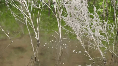 Green Plants in the Swamp Stock Footage 77050107