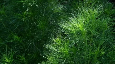 Green plants sway with dramatic light and shadow Stock Footage 292506209