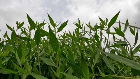 Green plants swaying in wind, cloudy sky background Stock Footage 341739487