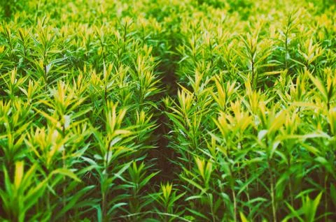 Green plants texture Stock Photos