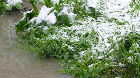 On green plants there is snow 스톡 동영상 85289720