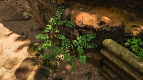 Green plants thrive between rocks and wooden beams in a forest setting Stock Photos