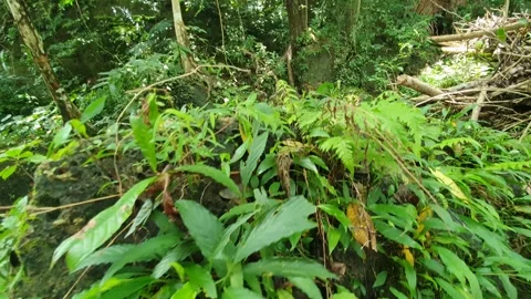 Green plants trees around the river and countryside Stock Footage 303472193