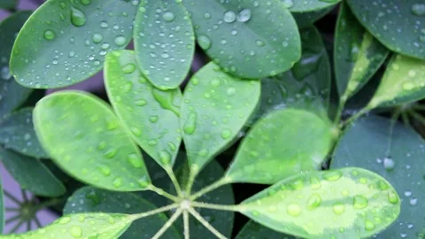 Green plants under rain, raindrops fall on the leaves Stock Footage 136025499