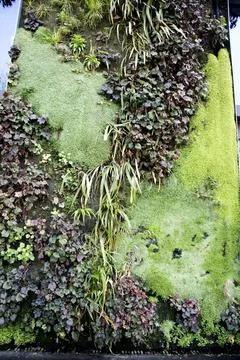 Green plants used as design for outer wall, Branly, Paris, France, Europe ... 스톡 사진