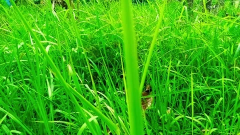 Green plants vidio Stock Footage 296619232