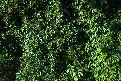 Green plants on the wall Stock Photos
