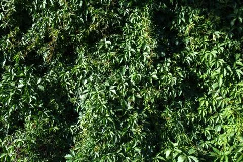 Green plants on the wall Stock Photos