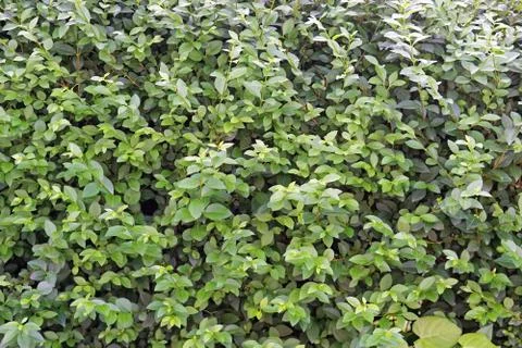 Green plants wall Stock Photos