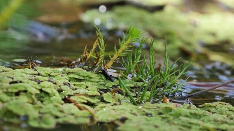 Green plants on the waterfall Stock Footage 337904765