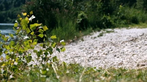Green plants Waves Moved By Summer Wind near a lake Stock Footage 94169619
