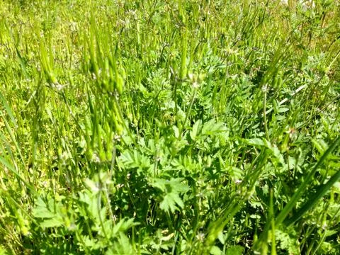 Green plants weeds in meadow closeup Stock Photos