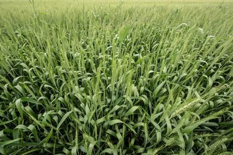 Green plants of wheat Stock Photos