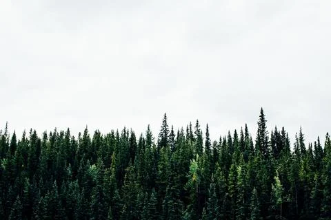 Green Plants with White Background Stock Photos