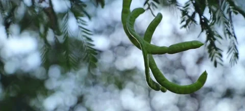 Green Plants with wind Stock Footage 130511745