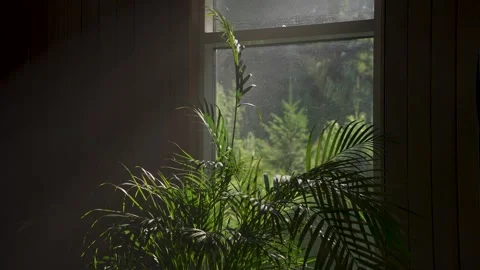 Green plants by the window, sun rays falling beautifully Stock Footage 329249477