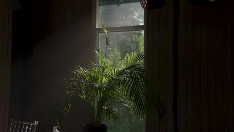 Green plants by the window, sun rays falling beautifully Stock Footage 329249480