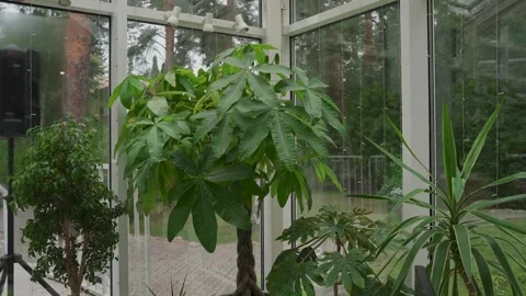 Green plants by the window, sun rays falling beautifully Stock Footage 329249643