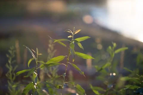 Green plants for your design Stock Photos
