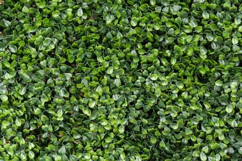 Green plastic grass background for graphic design Stock Photos