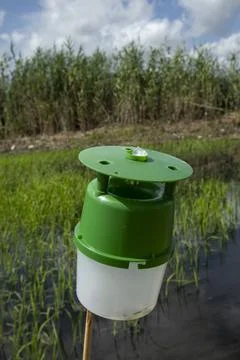 Green plastic insect trap set on wooden stick in flooded rice field for pes.. Stock-Fotos