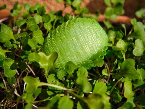 Green Plastic nylon Easter egg in the grass 写真素材