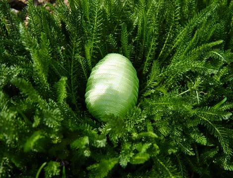 Green Plastic nylon Easter egg in the grass Stock Photos