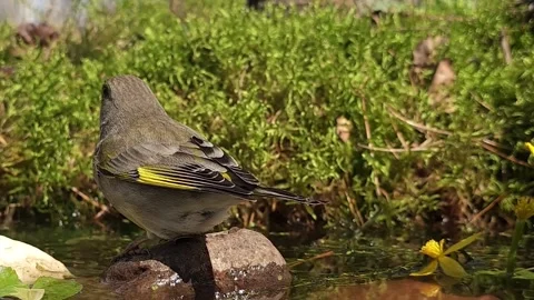 A green plover, Chloris chloris, drinking water in a natural pond on a sunny day Stock Footage 333590400