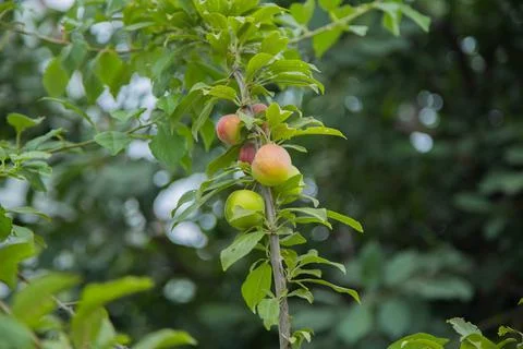 Green plum fruit Stock Photos