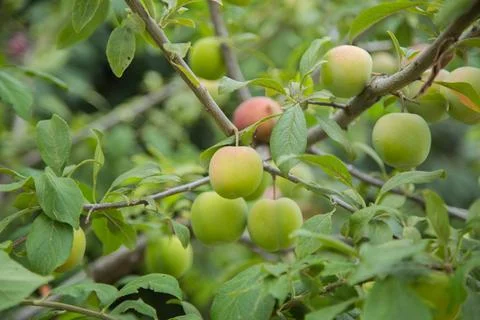 Green plum fruit Foto stock